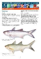 gbrmpa-VA-ThreadfinSalmon-11-7-12.pdf.jpg