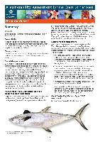 gbrmpa-VA-GreyMackerel-11-7-12.pdf.jpg