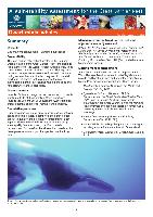 gbrmpa-VA-DwarfMinkeWhale-11-7-12.pdf.jpg