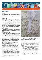 gbrmpa-VA-Sawfish-11-7-12.pdf.jpg