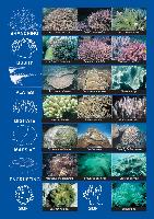 coral-bleaching-id-sheet.pdf.jpg