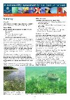 VA-Seagrass-31-7-12.pdf.jpg
