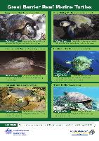 turtle-identification-sheet.pdf.jpg