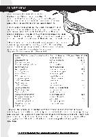 shorebirds.pdf.jpg