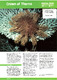 1999-Crown-Of-Thorns-Reef-Notes.pdf.jpg